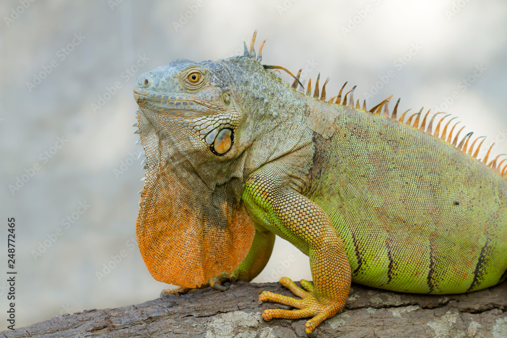 Iguana (Iguanidae),prehistoric reptiles