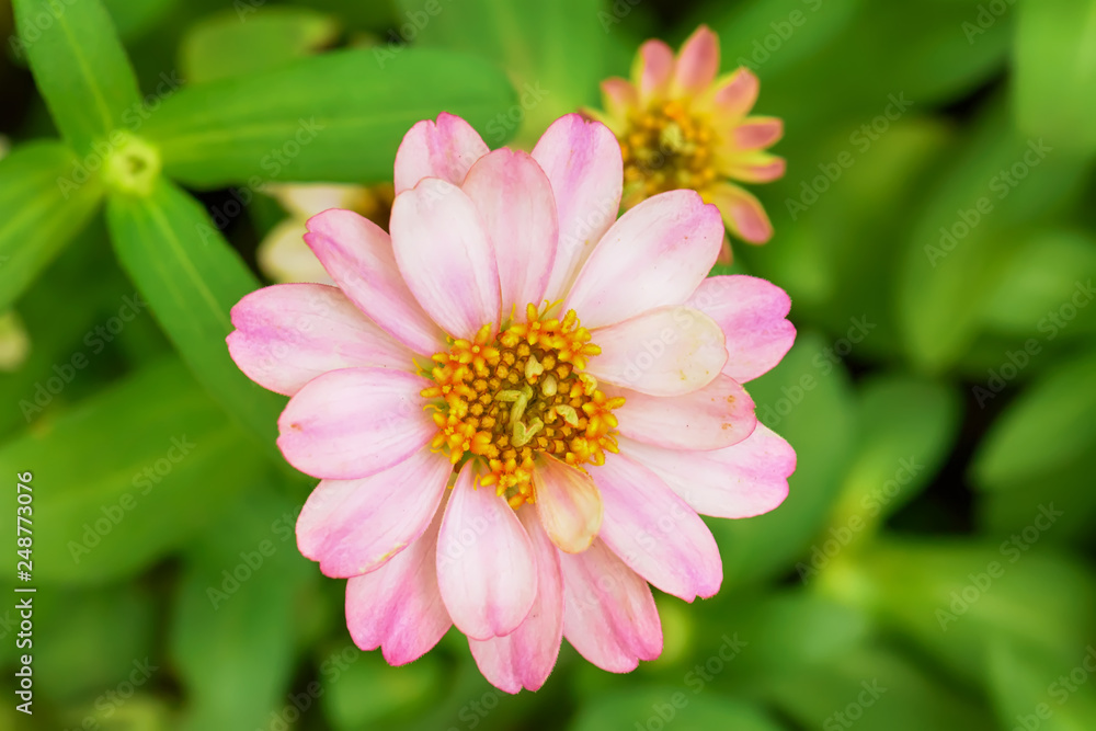 Obraz premium Zinnia elegans on a nature background.