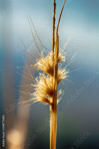 Poaceae or Gramineae many species. It is beaitiful and outstanding.