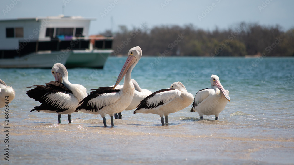 pelicans on the beach Australia Gold Coast tropical summer pelicans on the beach Australia Gold Coast tropical summer
