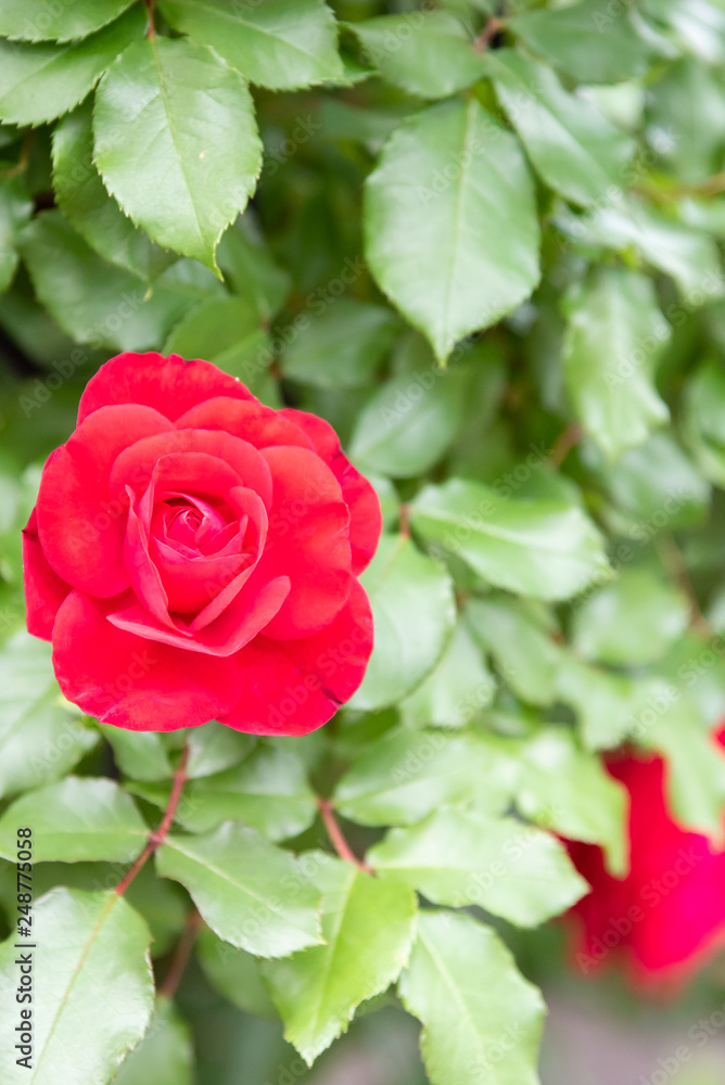Red rose flower blooming in roses garden on background red roses flowers. Red rose flower blooming in roses garden on background red roses flowers.