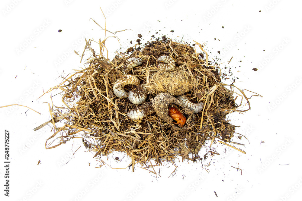 Foto de masses white worm larvae of coconut rhinoceros beetle and pupa in pile straw. insect