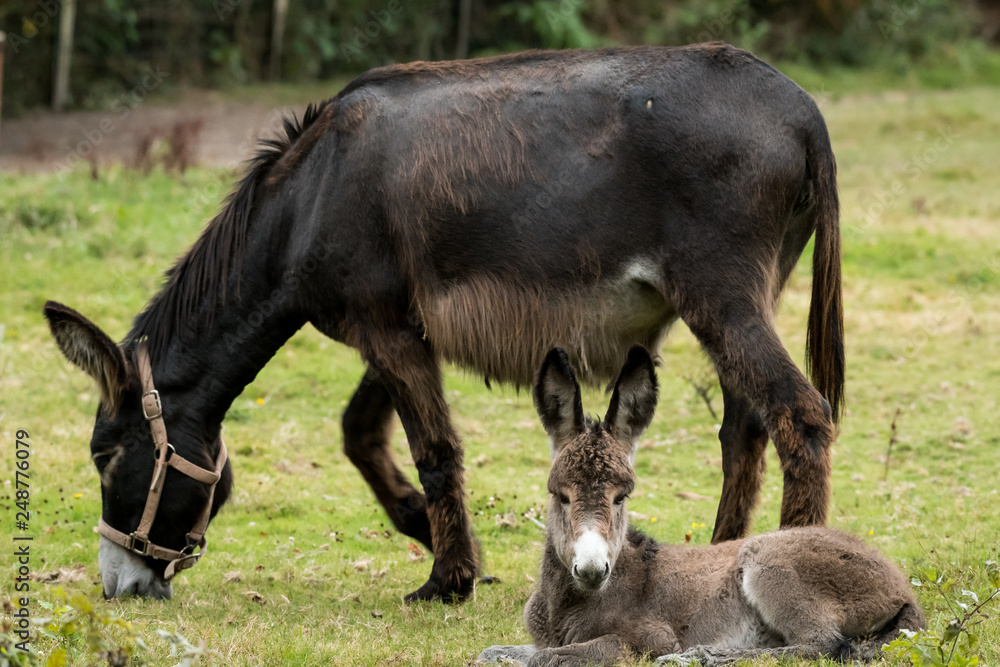 An adult an a young donkey on a green pasture An adult an a young donkey on a green pasture