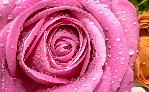 Rose closeup, flowers nature background.