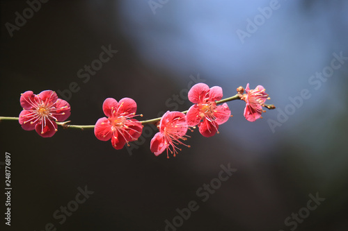 梅の花　Plum blossom