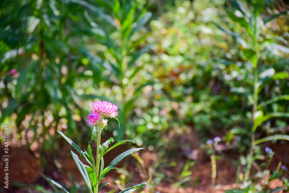 Close-up of Everlasting flowers or Straw flowers on bokeh background. Close-up of Everlasting flowers or Straw flowers on bokeh background.