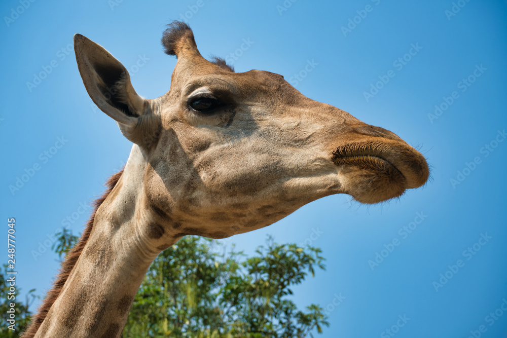 portrait of natural giraffe head in blue sky