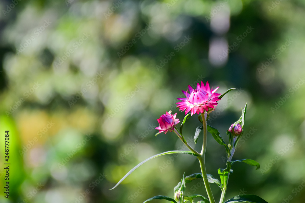 Close-up of pink Everlasting flowers or Straw flowers on bokeh background. Close-up of pink Everlasting flowers or Straw flowers on bokeh background.