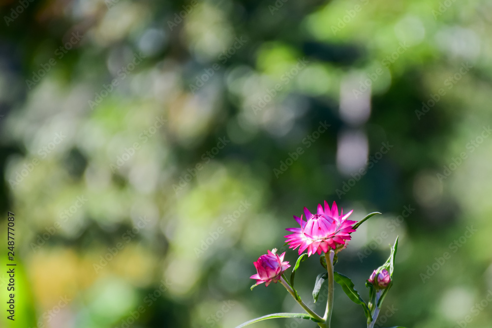 Close-up of pink Everlasting flowers or Straw flowers on bokeh background. Close-up of pink Everlasting flowers or Straw flowers on bokeh background.