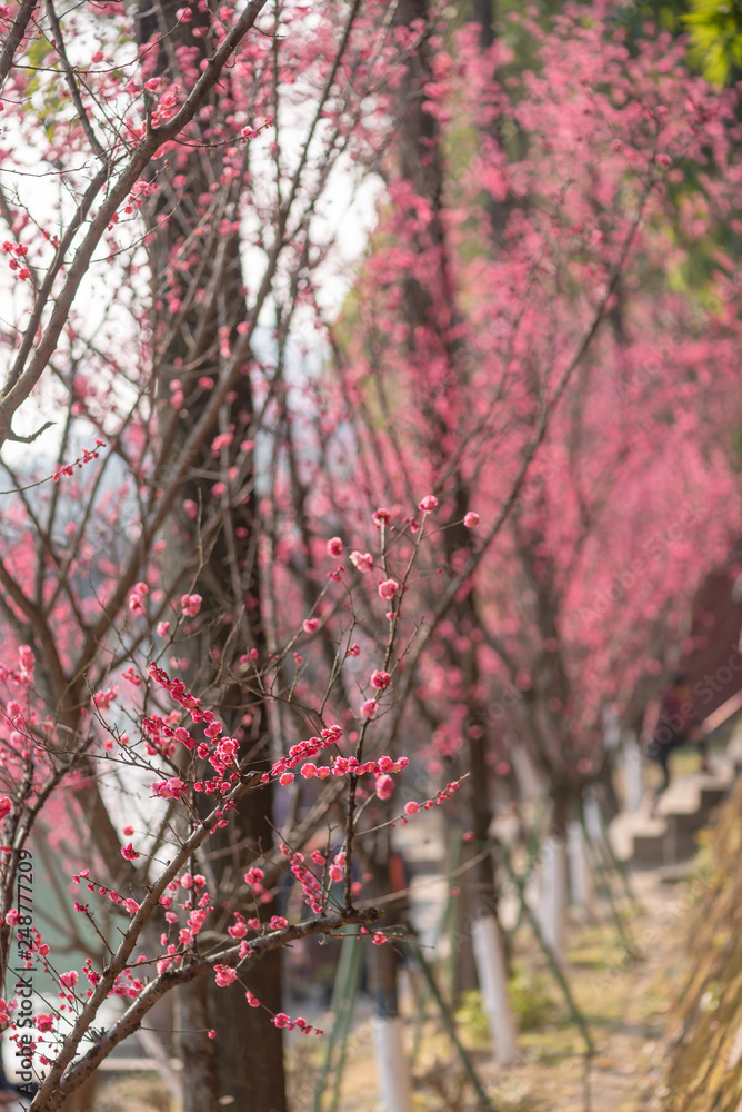 Red plum trees in bloom in springtime in Chengdu, Sichuan province, China Red plum trees in bloom in springtime in Chengdu, Sichuan province, China