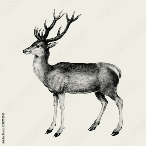 Deer in vintage style