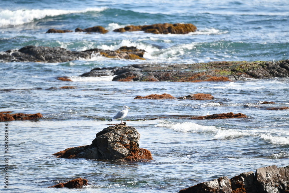 Naklejka premium カモメ