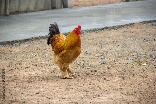 Chicken Cochin find food on the ground photo