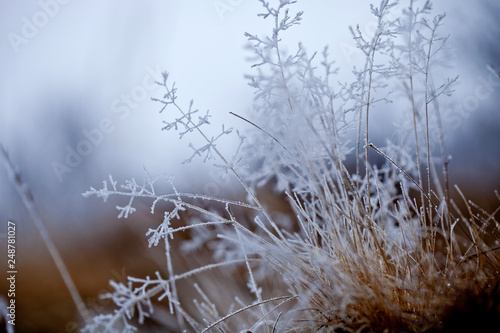 霜、冬景色、自然風景、霜の朝, 霜, 冬,, 朝, 季節
