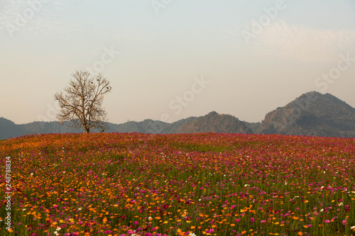 Flower garden in the evening at Chiang Rai province Thailand