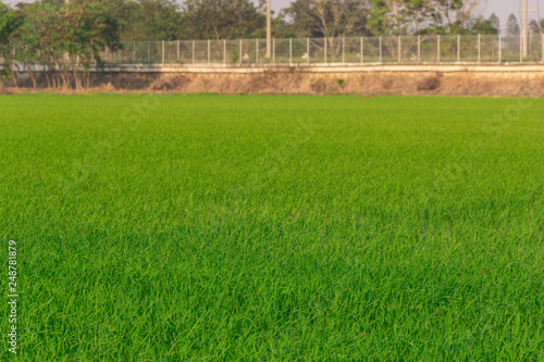 Seedlings in paddy fields or rice field