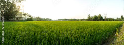 Panorama view of seedlings in rice fields are pregnant.Before the golden rice.