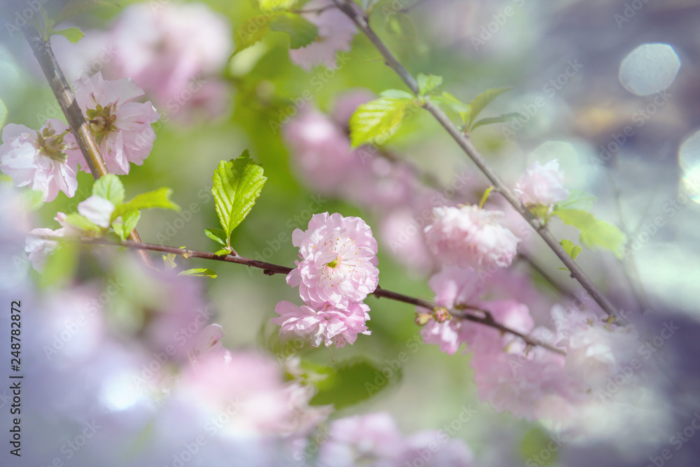 Fototapeta premium Blossom almond