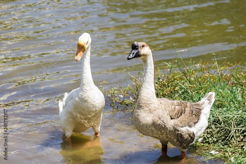 Goose breed "Chinese" and "Embden" stand on water at grass river side.