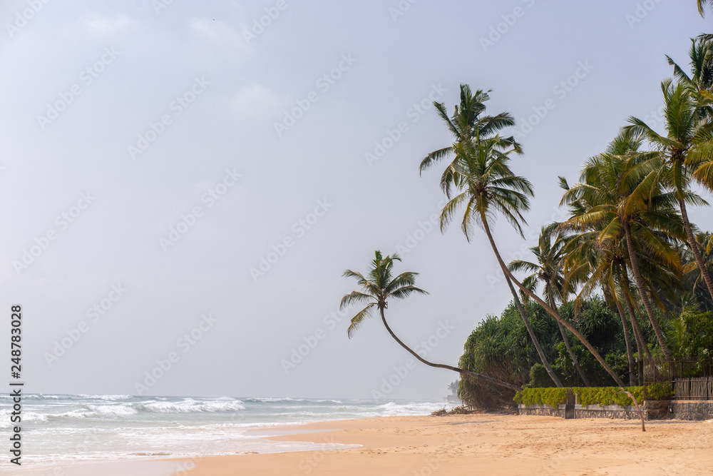 Palms on the beach