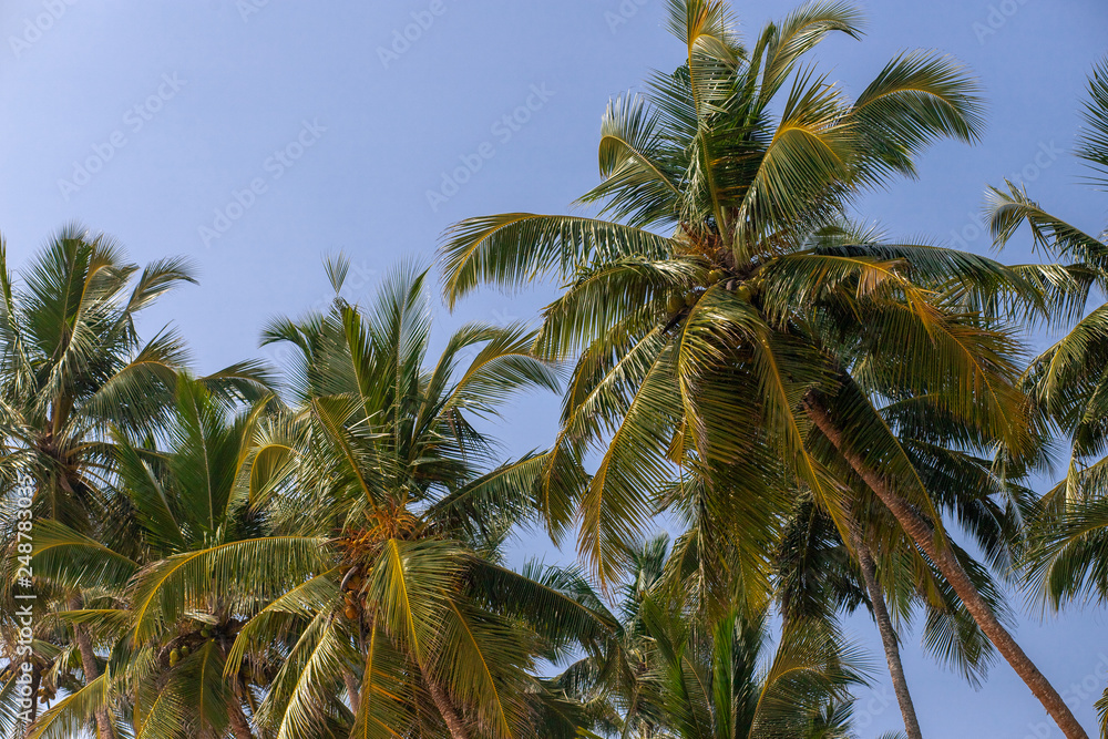 Fototapeta premium Palms on the beach