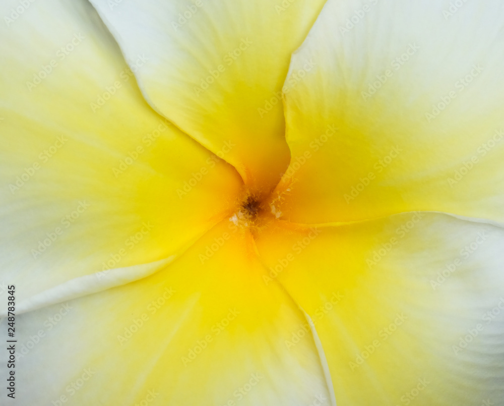 Plumeria close-up Plumeria close-up