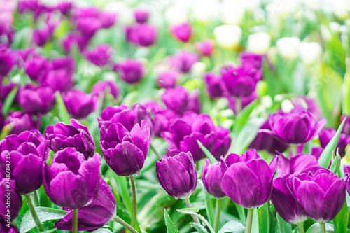 beautiful tulips flower bloom in spring day, postcard idea concept design.