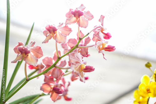 beautiful orchid flower in garden at winter or spring day, agriculture, postcard idea concept design.