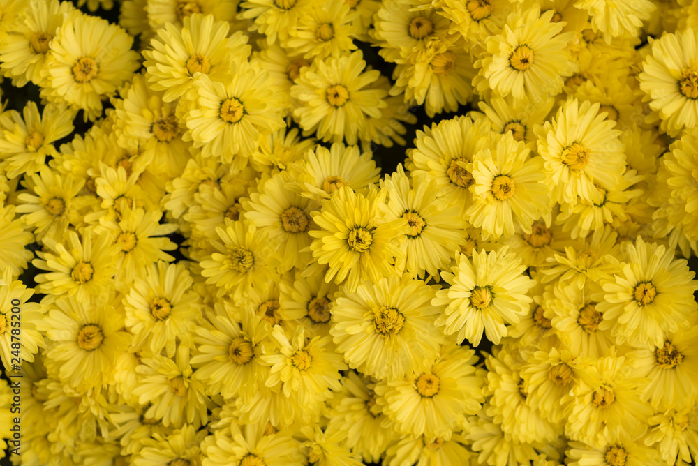 Fototapeta premium Yellow flower bed close-up view in China