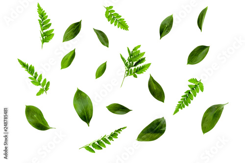 Spring background with young green plants and leaves on white background top view pattern