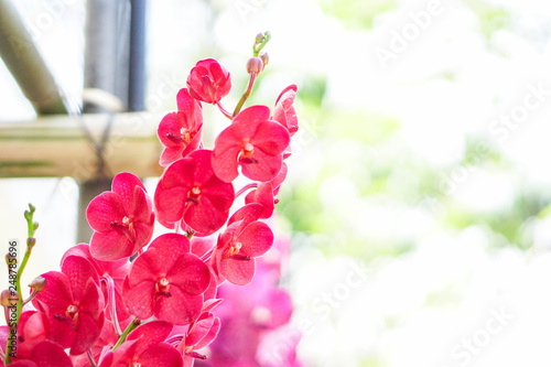 beautiful orchid flower in garden at winter or spring day, agriculture, postcard idea concept design.
