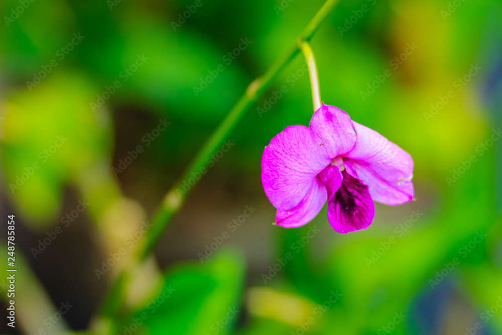 Beautiful decoration with Dendrobium orchid flower. Purple Dendrobium orchid flowers decorated in the building. Beautiful decoration with Dendrobium orchid flower. Purple Dendrobium orchid flowers decorated in the building.