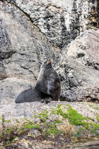 Juan Fernandez Fur Seal Bull photo