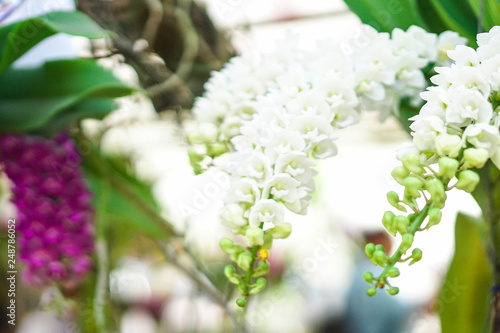 beautiful orchid flower in garden at winter or spring day, agriculture, postcard idea concept design.