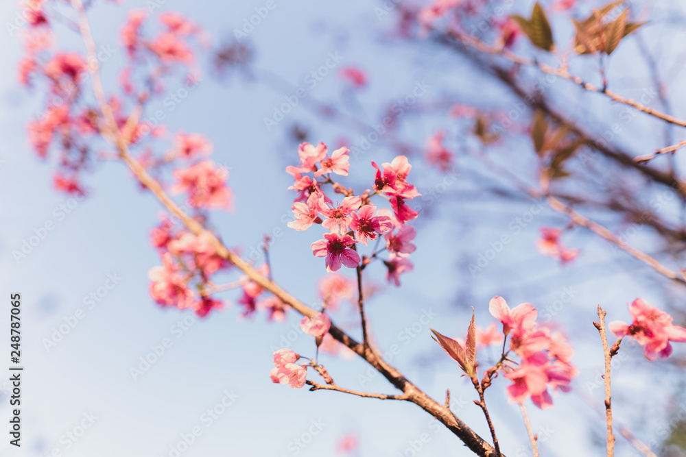 Spring blossom pink flowers Beautiful nature sky Spring blossom pink flowers Beautiful nature sky