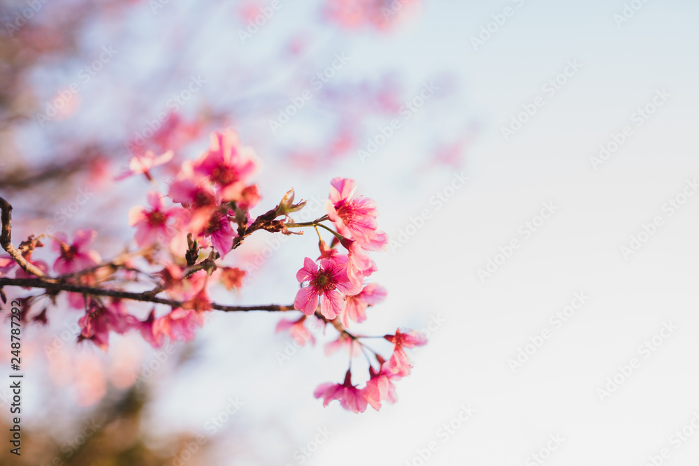 Spring blossom pink flowers Beautiful nature sky Spring blossom pink flowers Beautiful nature sky