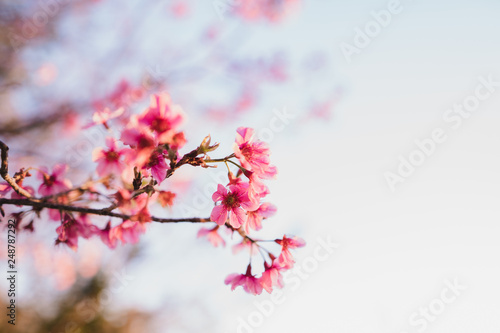 Spring blossom pink flowers Beautiful nature sky © artrachen