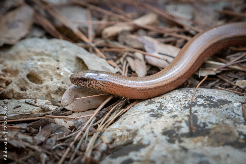 Fototapeta premium A slow-worm between stones and pine needles