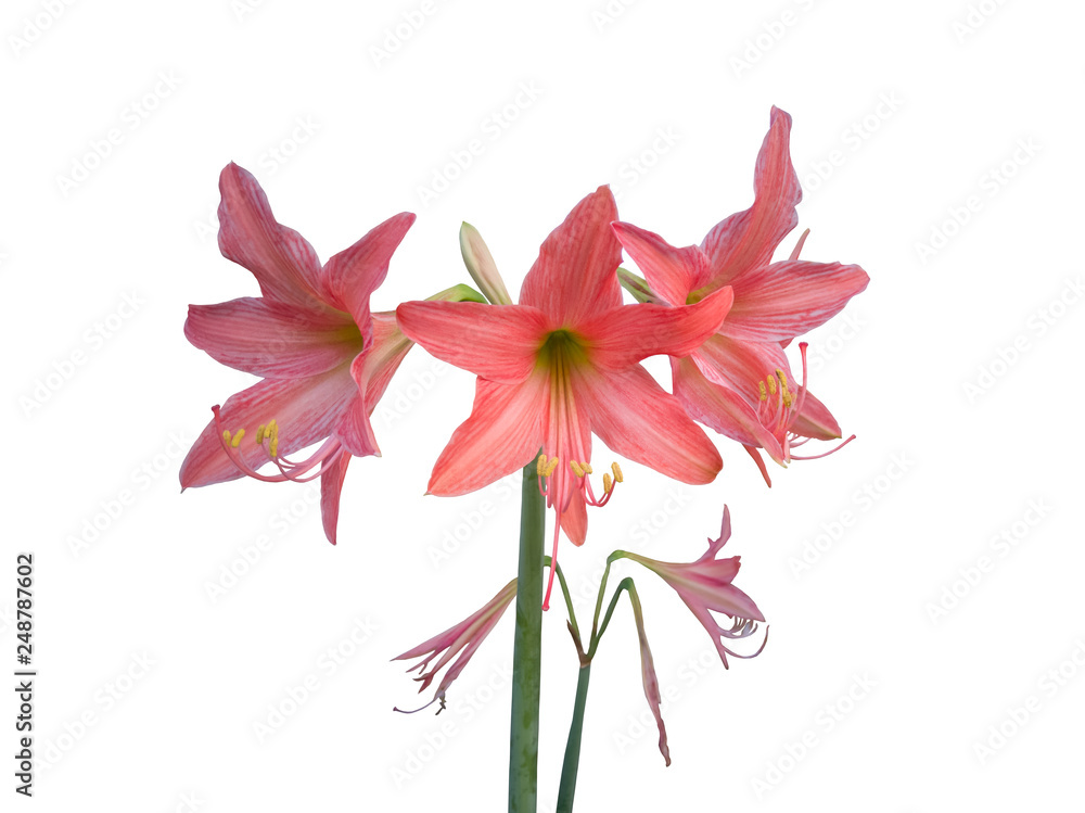 Pink hippeastrum or amaryllis flower isolated on white background with clipping path. 
