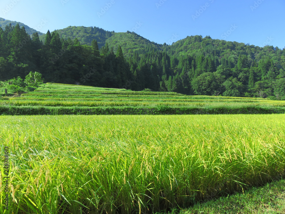 Obraz premium 水田風景