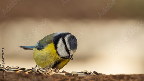 Oiseaux du Grésivaudan - Isère. photo