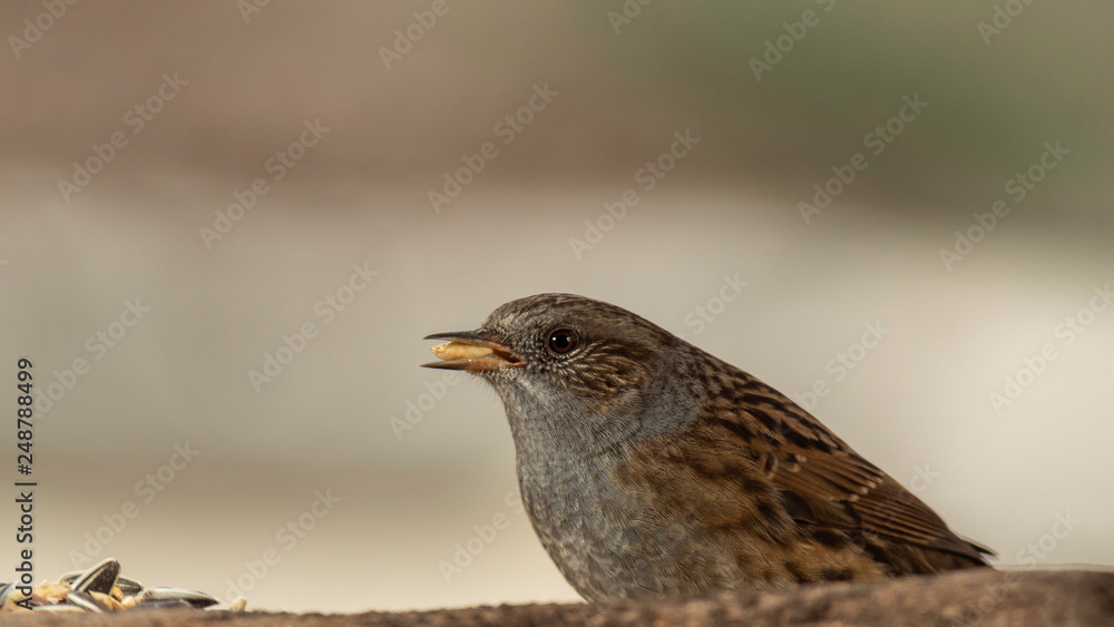 Oiseaux du Grésivaudan - Isère. Oiseaux du Grésivaudan - Isère.