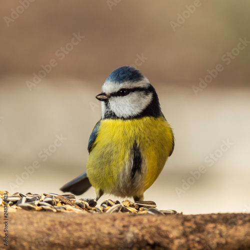 Oiseaux du Grésivaudan - Isère. photo