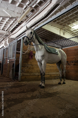 Beautiful white horse in the stable © Юлия Орехова