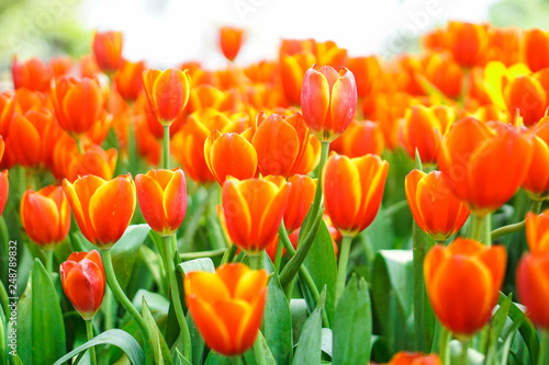beautiful tulips flower bloom in spring day, postcard idea concept design.