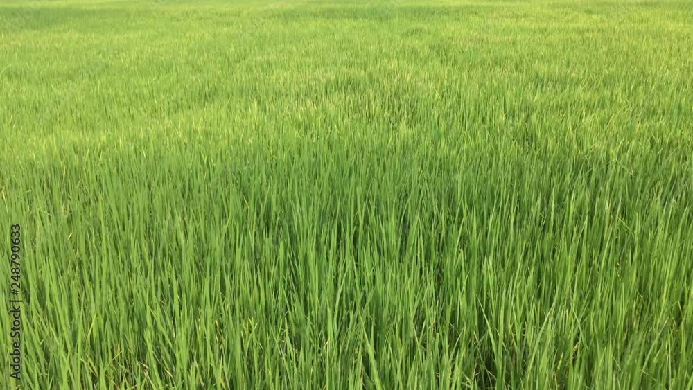 green fresh paddy field green fresh paddy field