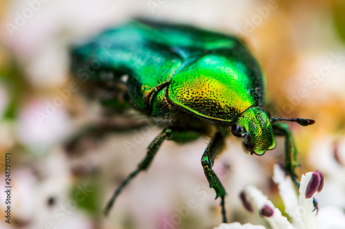 The green bug on the flower of the Sambucus nigra © MuamerO