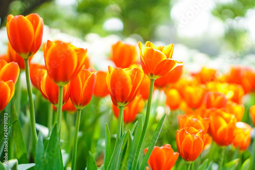 beautiful tulips flower bloom in spring day  postcard idea concept design.