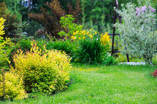 private summer cottage garden view with mixed border with yellow spireas. Decorative shrubs, conifers and perennials planted together