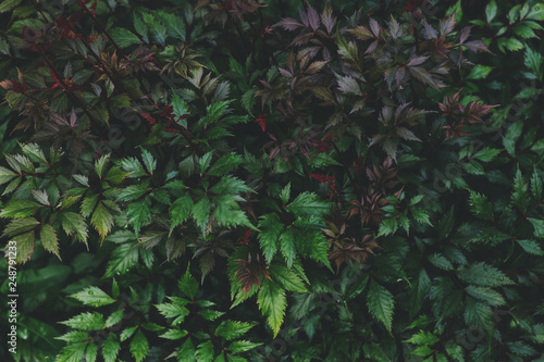 dark purple leaves of astilbe close up in summer garden